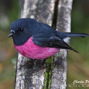 Meet your Posher, Andi